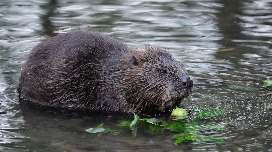 Ein Biber sitzt in seichtem Wasser.